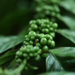 kenapa harga geprek bensu medan begitu populer