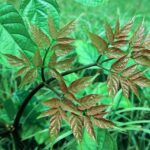 ekspektasi pelanggan terhadap harga geprek bensu medan.